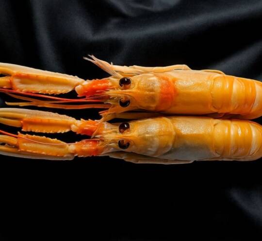 Langoustines - 2 PCS