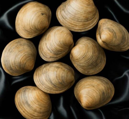 Clams - (200 g)