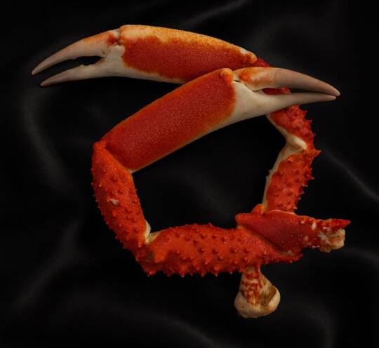 Pinces d’Araignée de Mer 6/8 - 2 PCS
