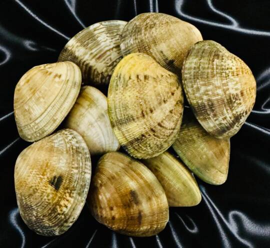 Coquillages
