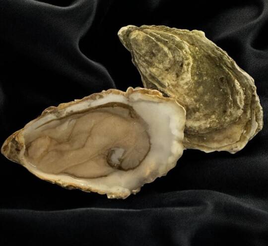 L’Huître fine de mer - 6 PCS (N°3 / N°2)