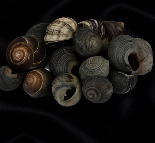 Bigorneaux Cuits - (200 g)