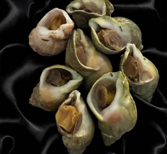 Bulots cuits - (200 g)